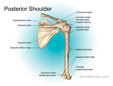 shoulder anatomy.